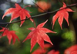 Maple_leaves
