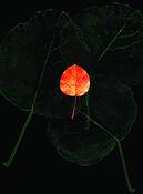Poplar_leaf__4
