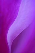 Pink_landscape