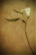 Alstromeria_1