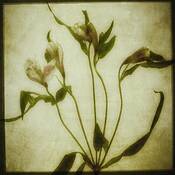 Alstromeria_2
