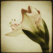 Amaryllis_1