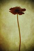 Chocolate_cosmos