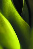Greens_mountains