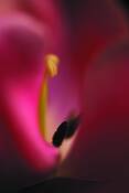 Inside_purple