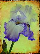 Colorful_iris