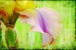 Iris_with_green