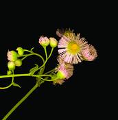 Wildflower