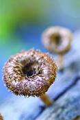 Fungo_09