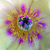 Peony