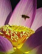 Bee-utiful