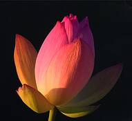 Glowing_lotus