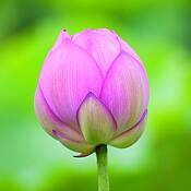 Lotus_closed