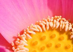 Lotus_detail__1