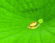Lotus_leaf_and_morning_dew