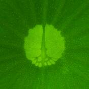Lotus_leaf_detail