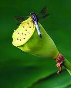 Lotus_seed_pod_and_dragonfly