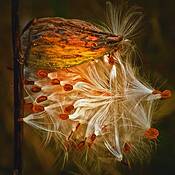 Milkweed_pod