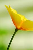 California_poppy