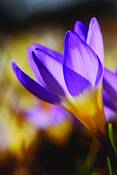 Crocus