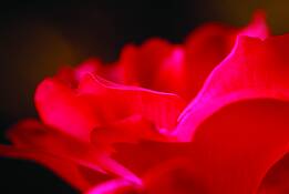 Knockout_rose