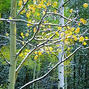 Aspen_study_2