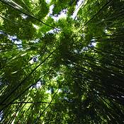 Bamboo_canopy