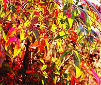 Autumn_palette