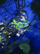 Blue_serenity