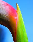 Bird_of_paradise_stalk