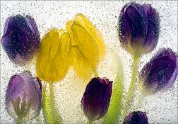 Ice_tulips