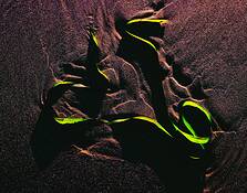 Eel_grass