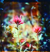 Indian_paintbrush