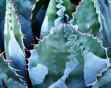 Agave