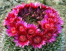 Barrel_flowers