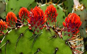Cactus_bud_1