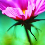 Cotton_candy