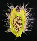 Cactus_fruit_1