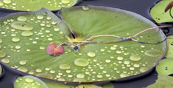 Lily_and_stem