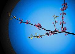 Spring_morning
