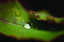 Leaf_droplet