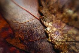 Leaves