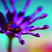 Purple_starburst