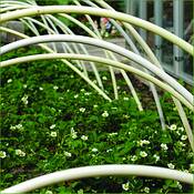 Garden_3