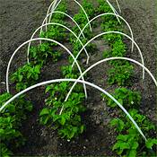 Garden_9