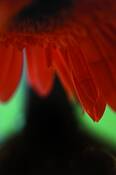 Gerber_daisy_in_red
