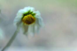 In_mourning