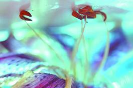Painted_lily