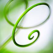 The_coil