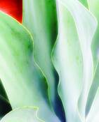 Aloe_rhythm_1
